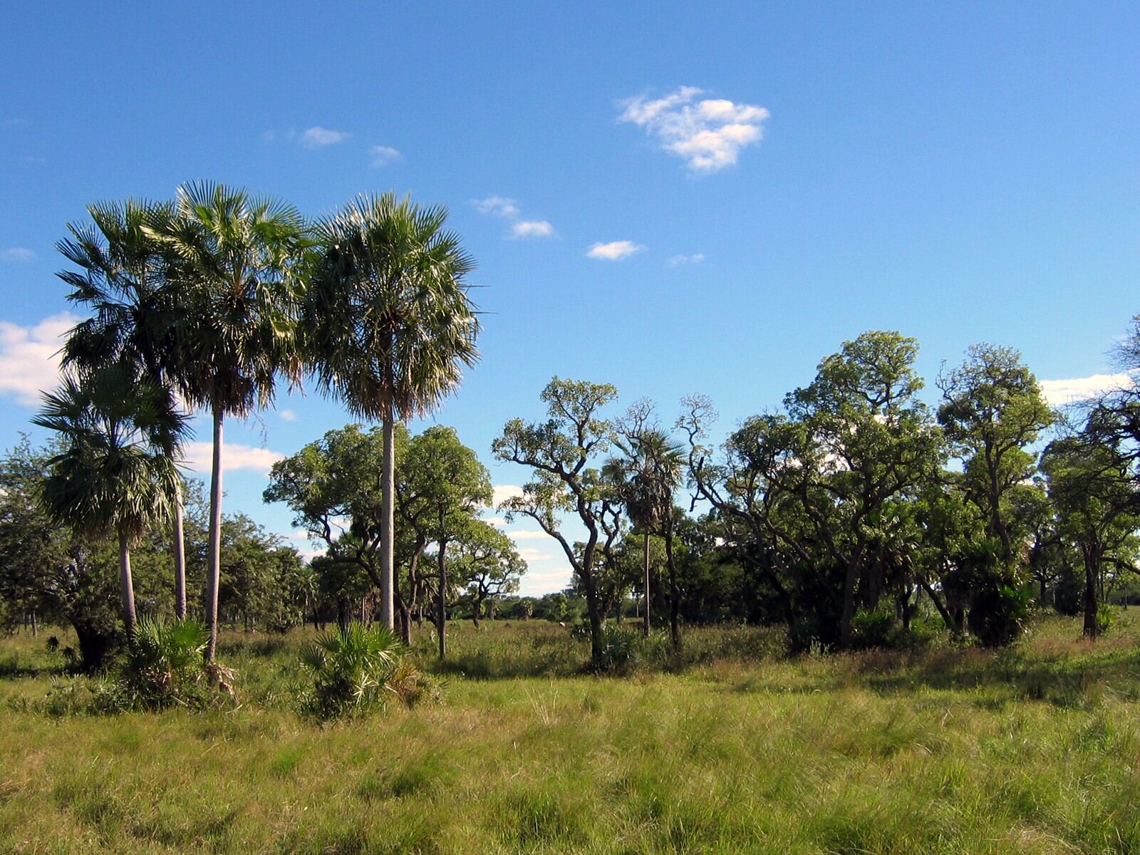 Landscape of the Paraguayan Chaco near Filadelfia