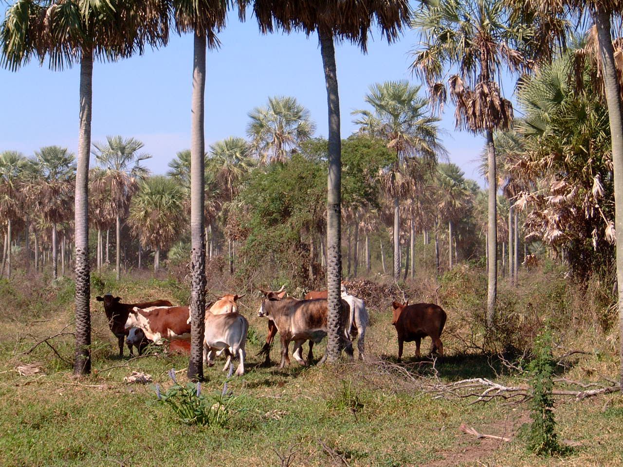 Landscape of the Paraguayan Chaco near Filadelfia
